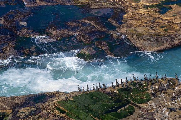Cormorants